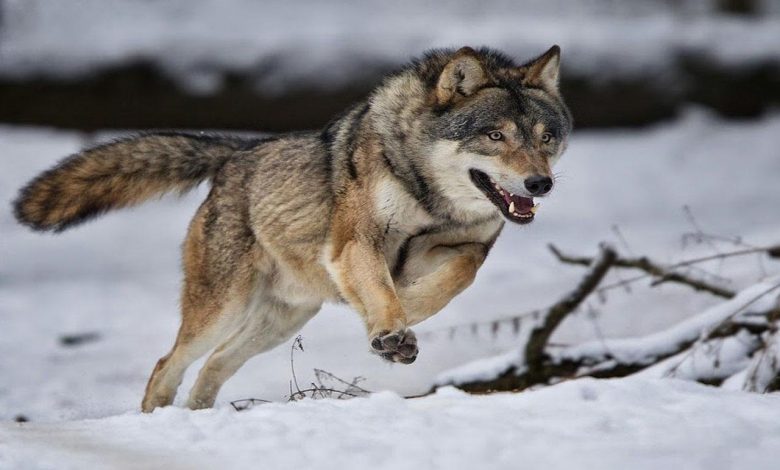 أهم 10 دلالات لرؤية الذئب يهاجم في المنام للعزباء لابن سيرين سواح هوست
