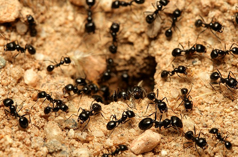 ما تفسير رؤية النمل الأسود الصغير في المنام لابن سيرين سواح هوست
