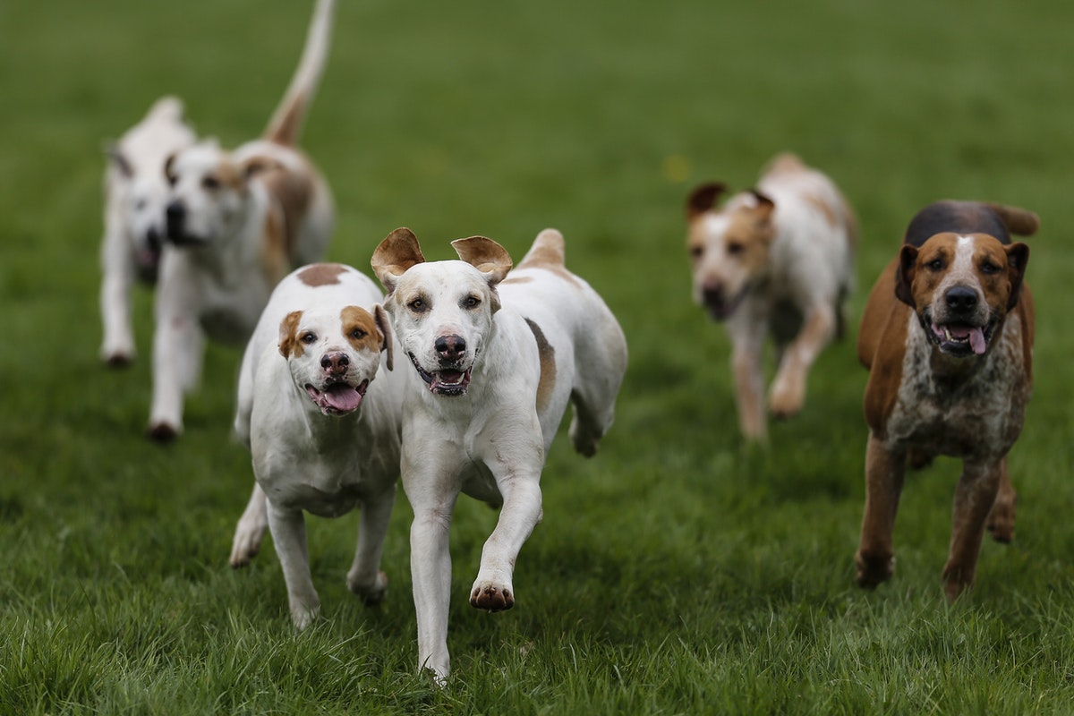 10 دلالات لتفسير رؤية مطاردة الكلاب في المنام للعزباء لابن سيرين سواح