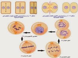 مقالة مراحل انقسام الخلية
