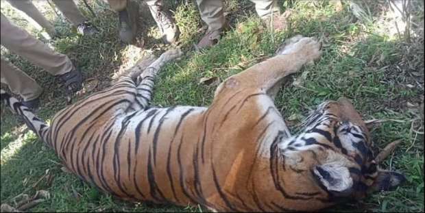 نمر يقتل جد وحفيدته بالهند خلال 12 ساعة
