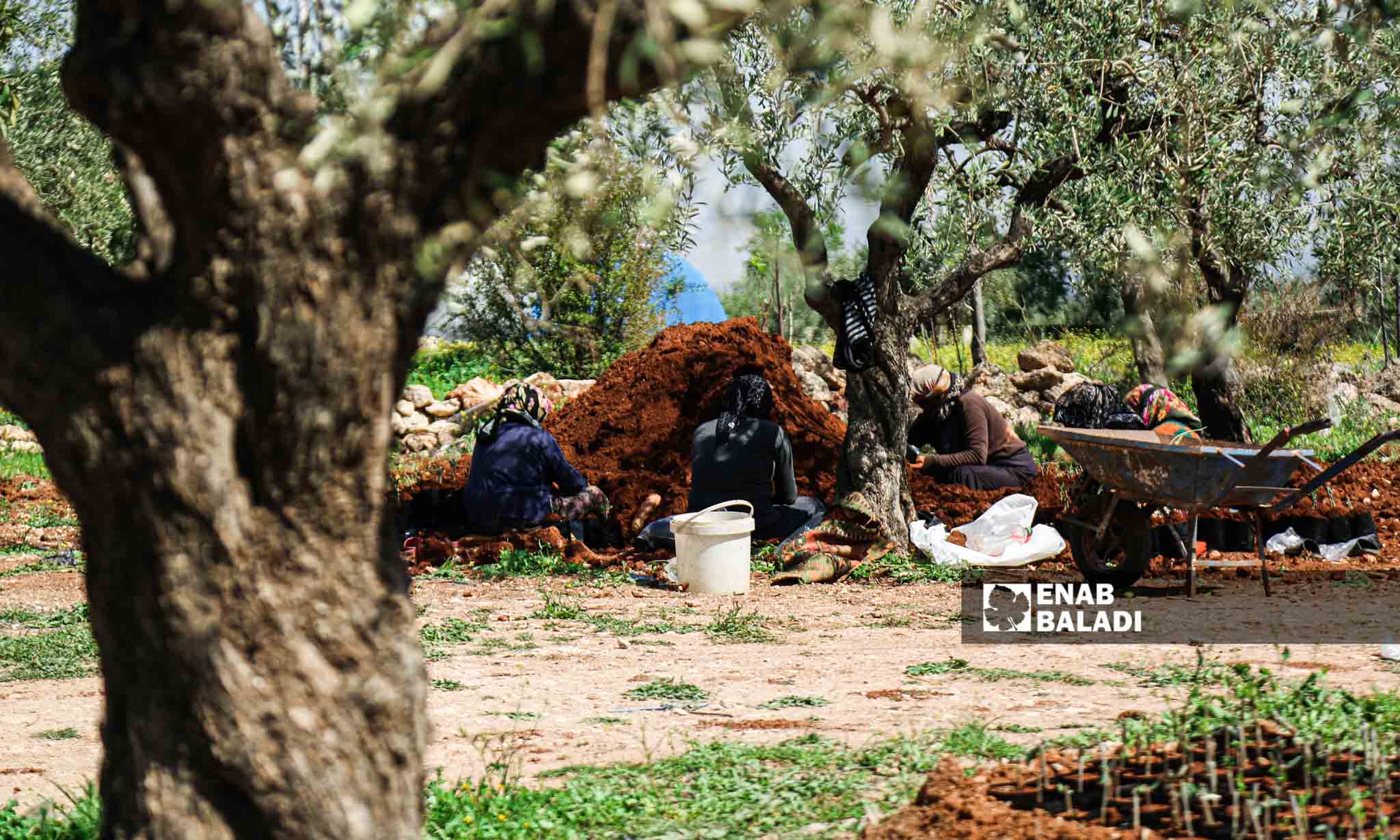 عائلة تعمل في تقليم أشجار الزيتون بعد عملية القطف في كفر صفرة بناحية جنديرس - 9من نيسان 2023 (/ أمير خربطلي)