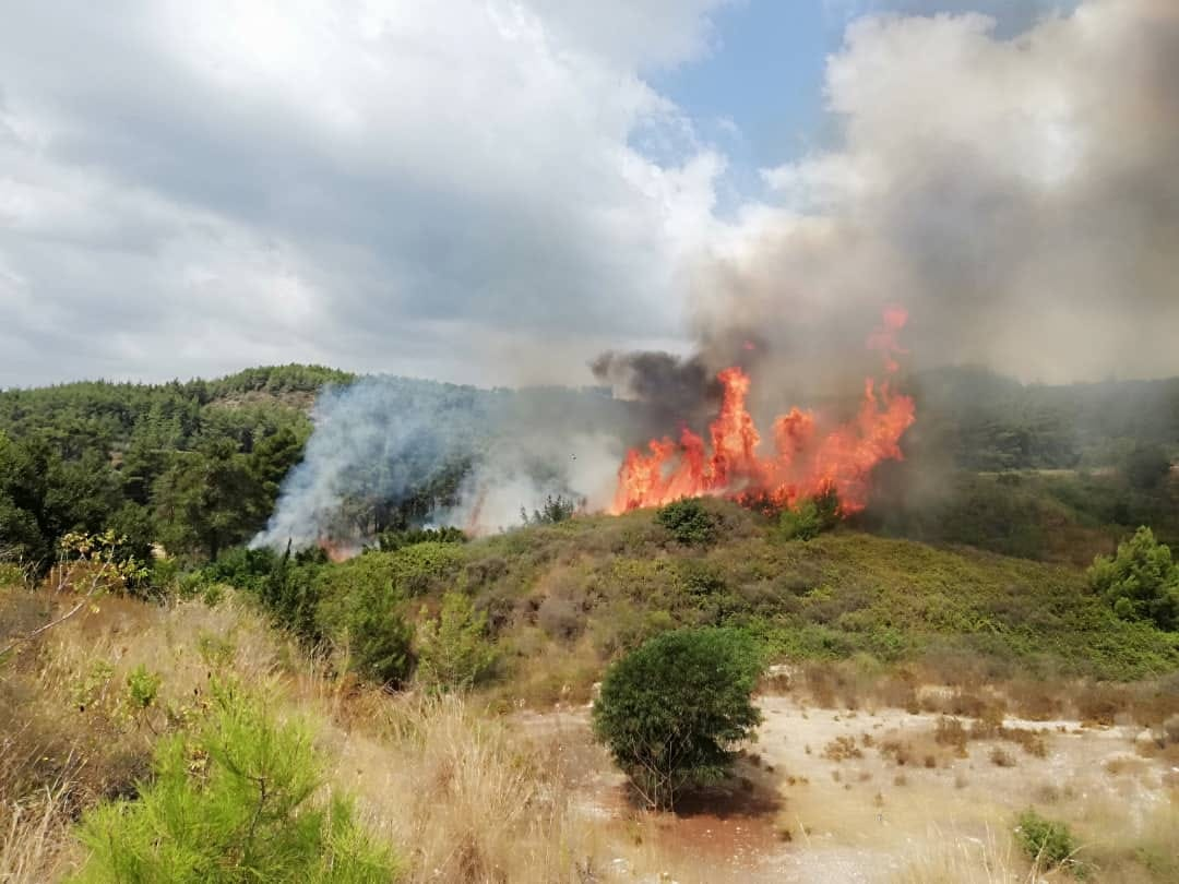 حريق زراعي في محافظة اللاذقية بلغت مساحته ثلاثة دونمات - 24 آب 2023 (الإعلام الزراعي في سوريا)