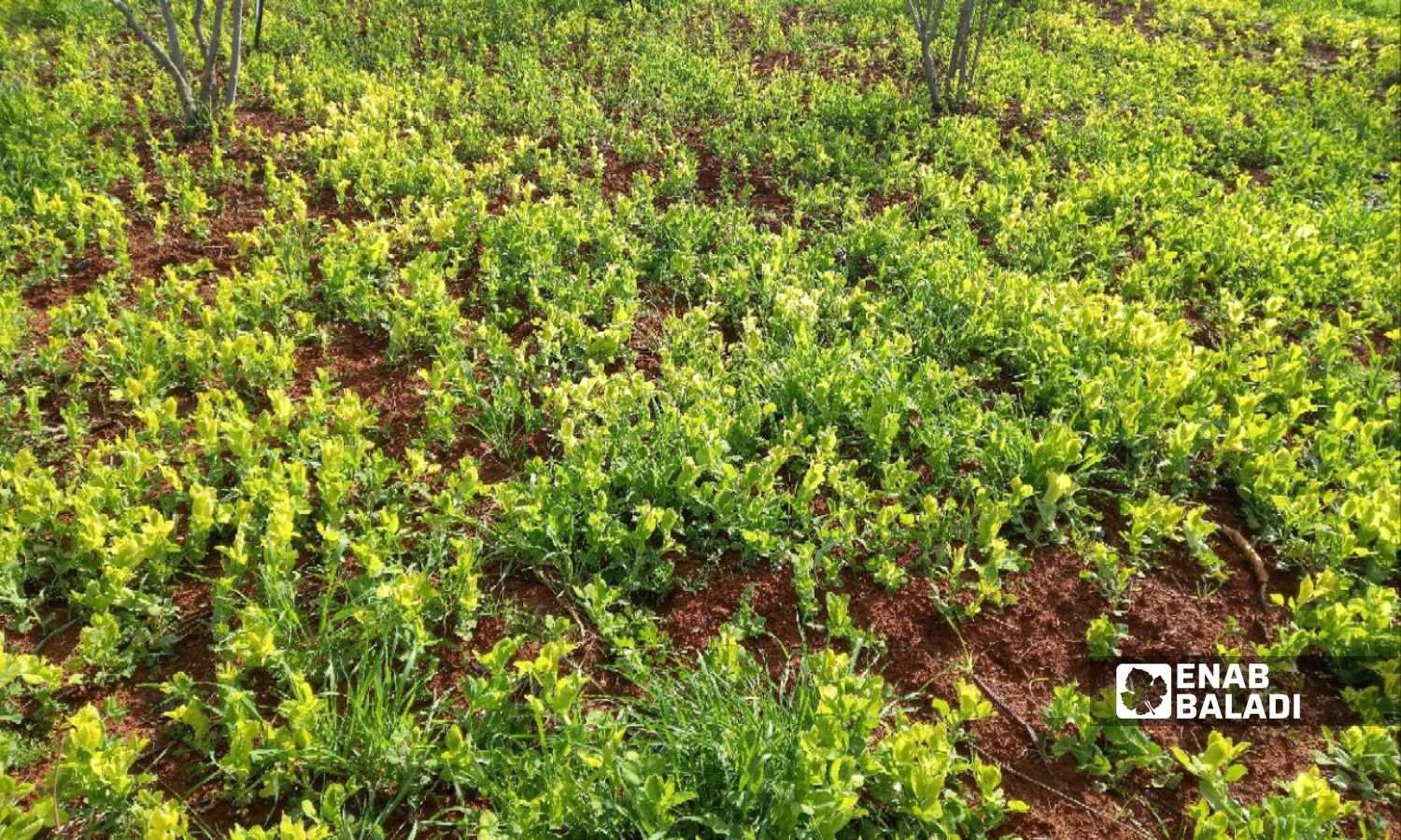 محصول البازلاء في ريف درعا - 6 من شباط 2024 ( /حليم محمد)